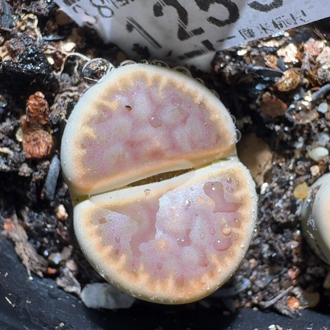 Zzz精品生石花 1253琥珀糖