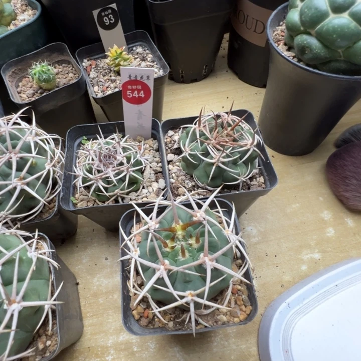 三棵豪刺碧岩玉三棵