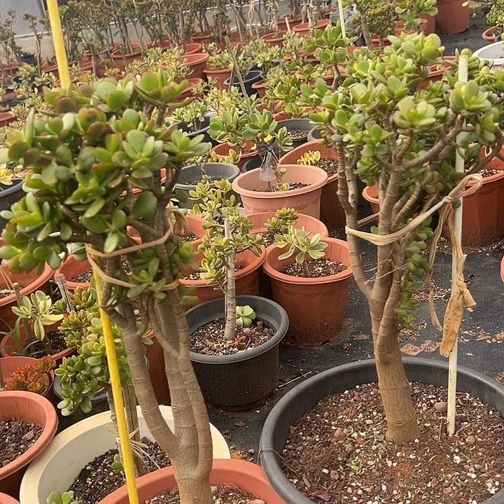 S****学多肉植物实物40