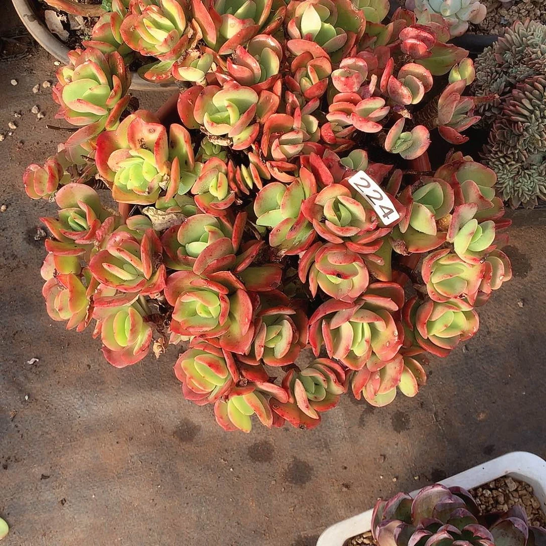 224火焰玫瑰 一物一拍多肉