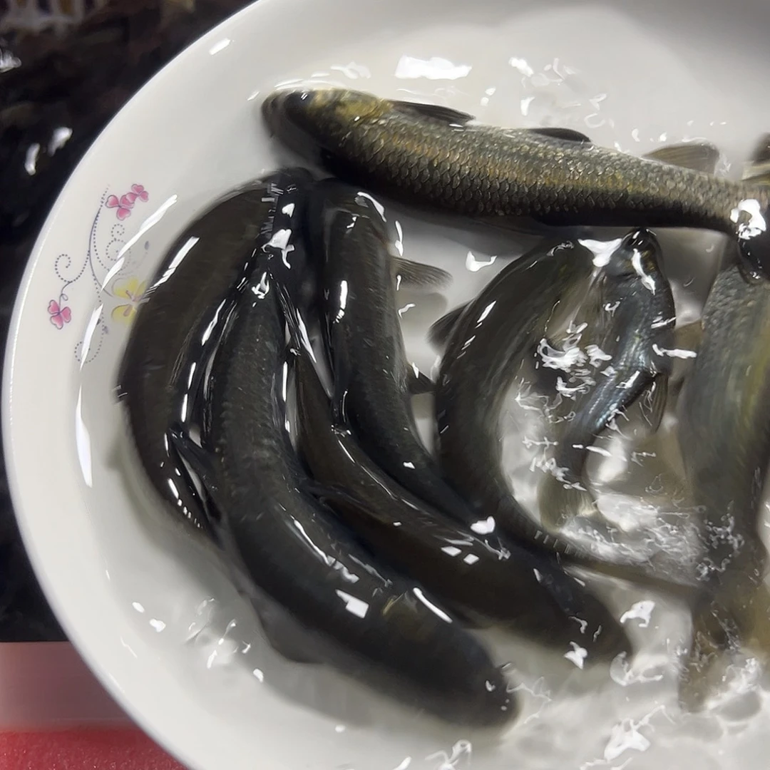 用***5青鱼12 －15公分3斤