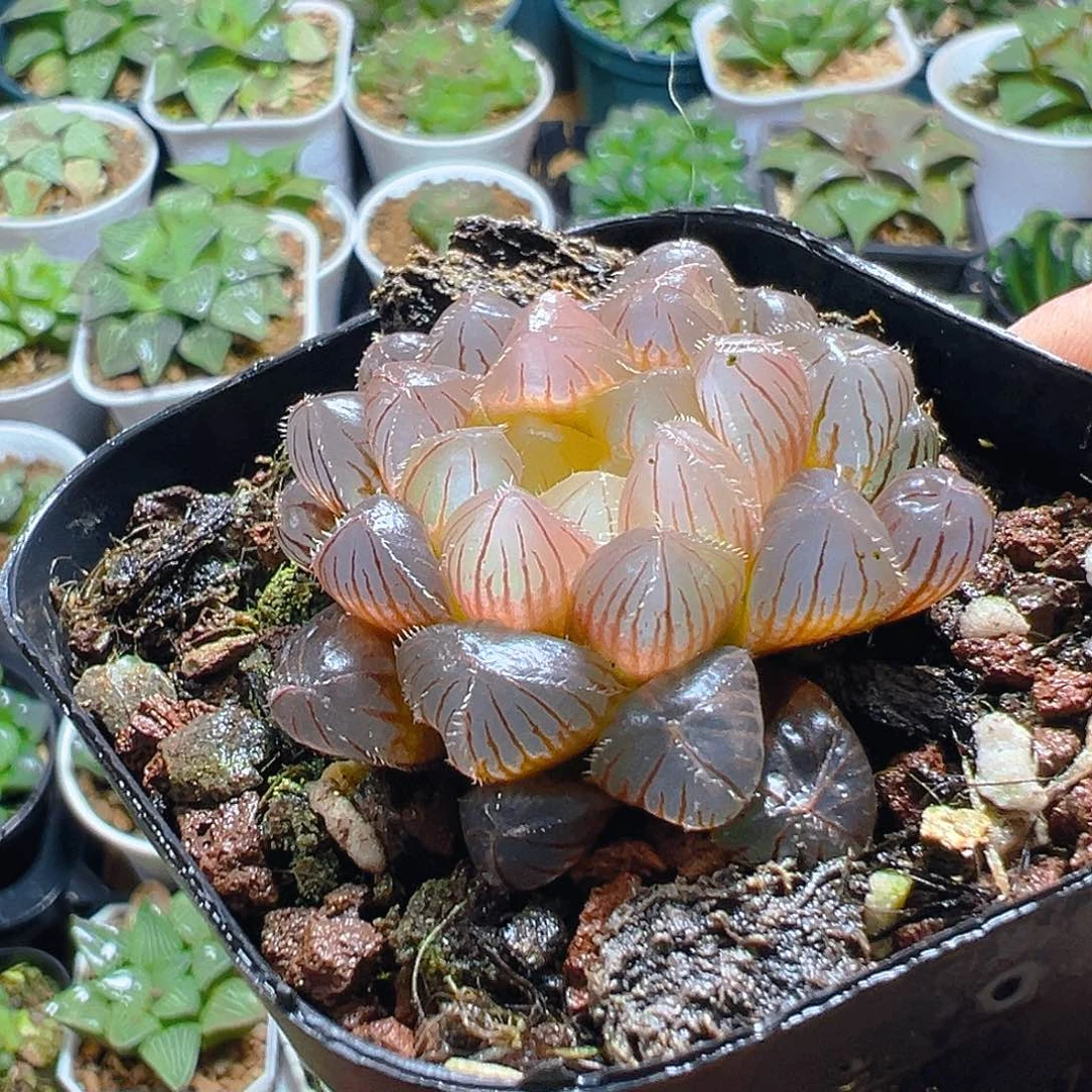 洛神玉露多肉多肉多肉一颗