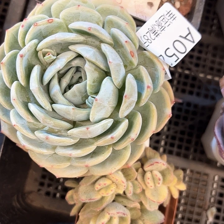 幸运的是我的朋友们