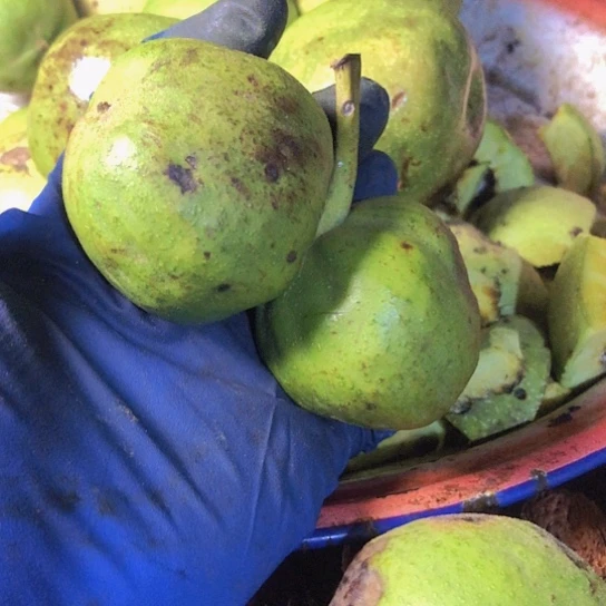 紫***羽大叶紫檀（黑酸枝木类）