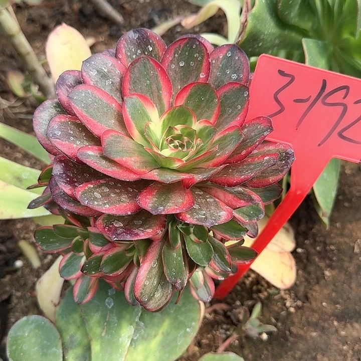 3-1929魅金玫瑰锦多肉法师