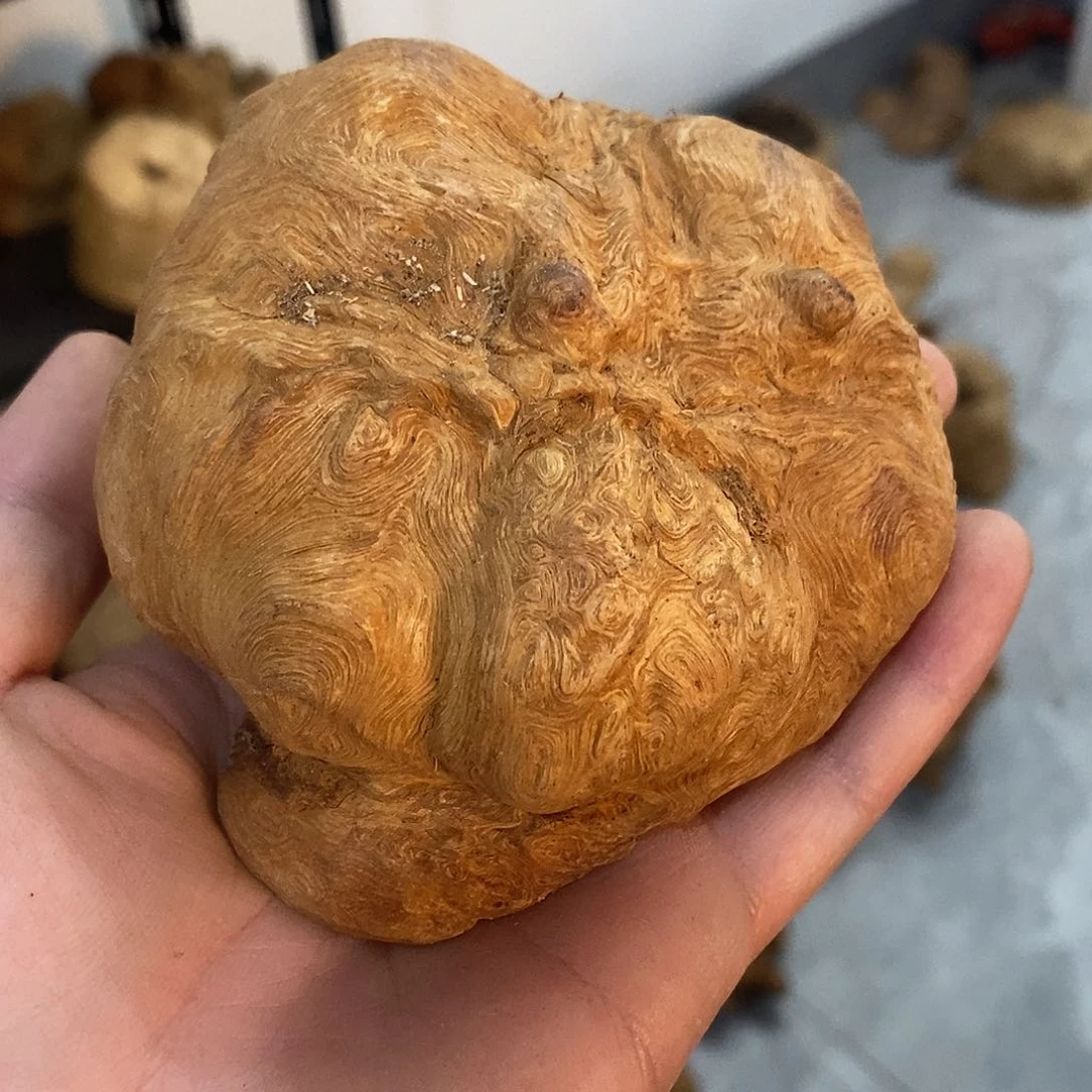 荔枝木龙**舞荔枝木原料
