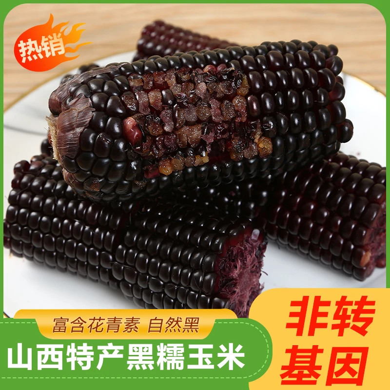 【12根黑糯玉米】25年新季头茬黑糯玉米真空独立包装彩袋单根160g+