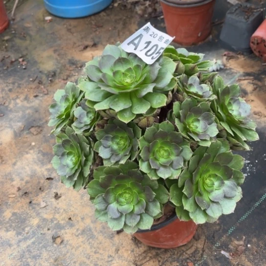 105万圣节不包断枝