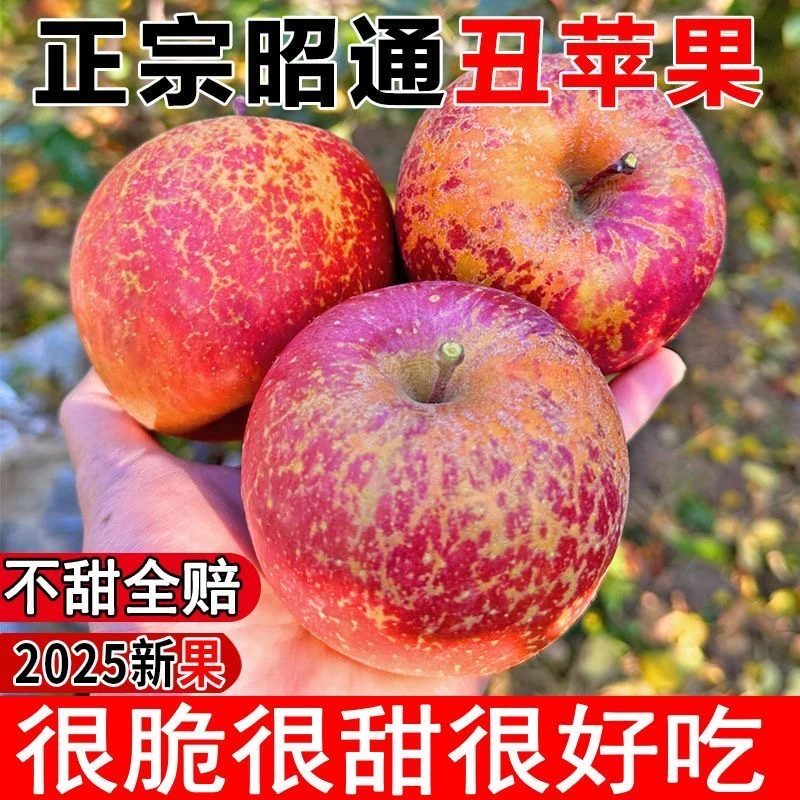 正宗云南昭通丑苹果冰糖心应季新鲜水果脆甜多汁精选大果果园直发