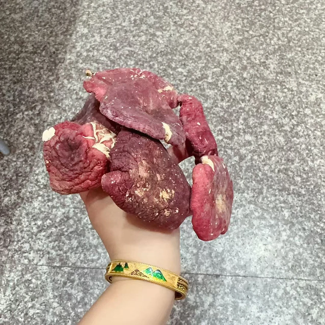 厚三角 河南野生红菇菜菇开菇 250g