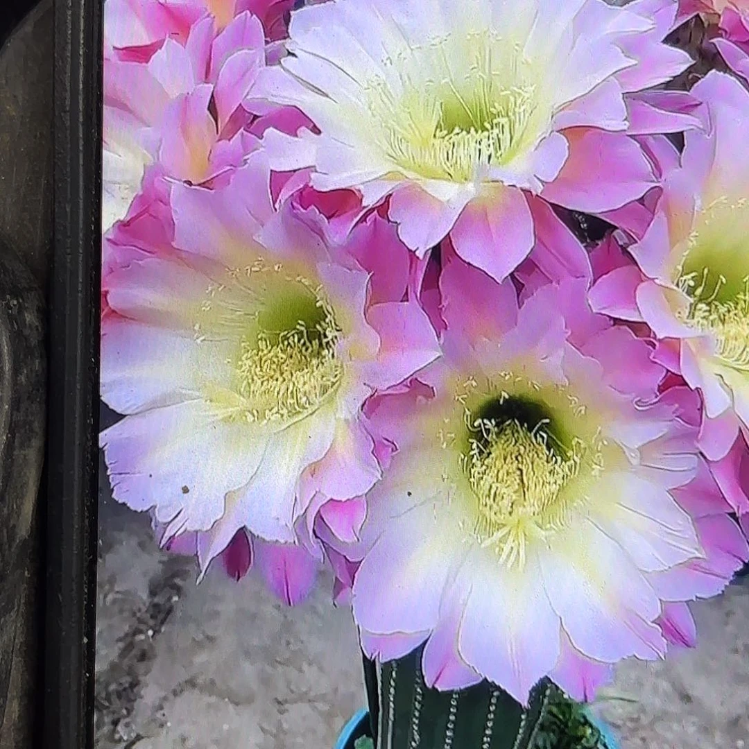 河岸毛侧牙20包邮仙人球33