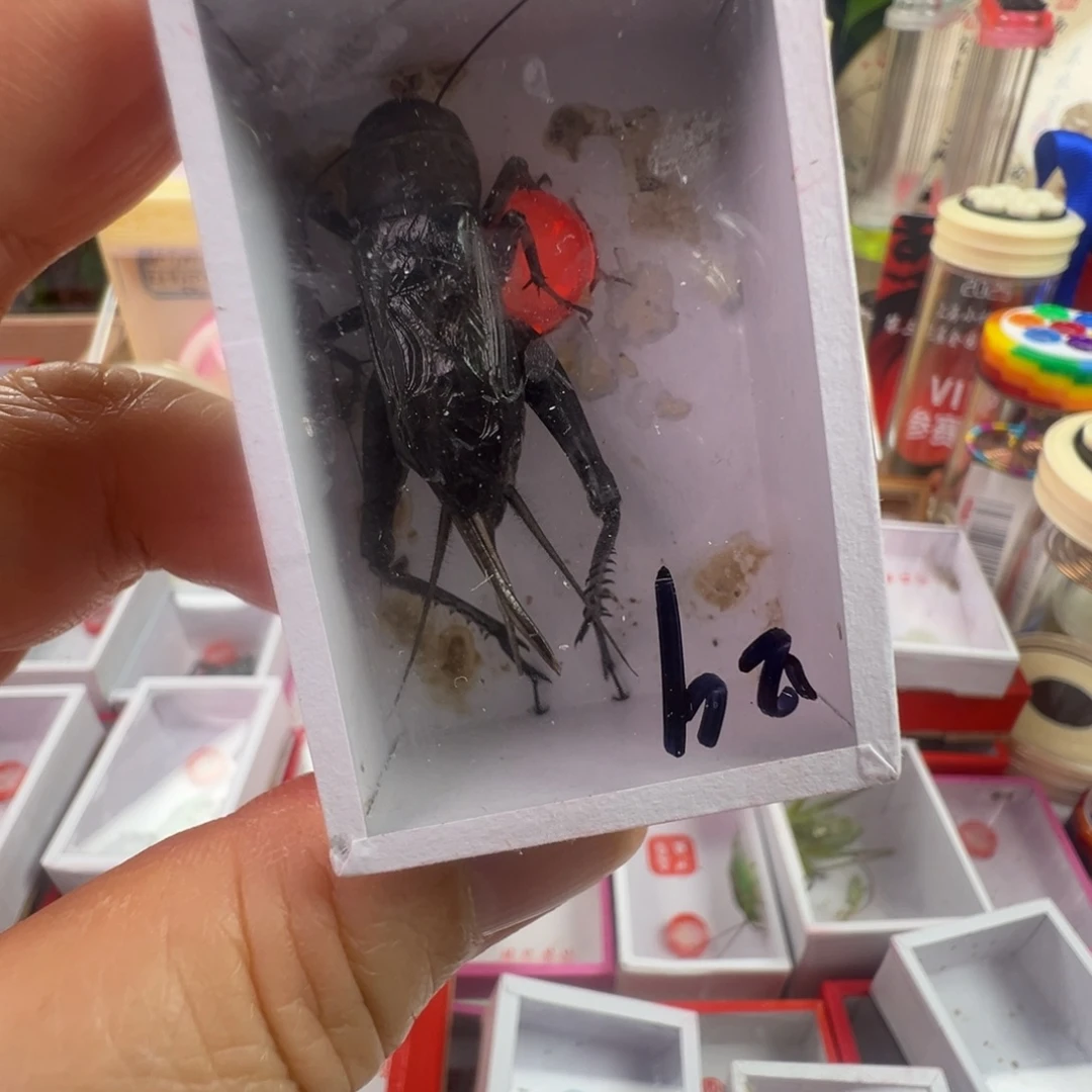蟋蟀两只黑虫好可爱哦