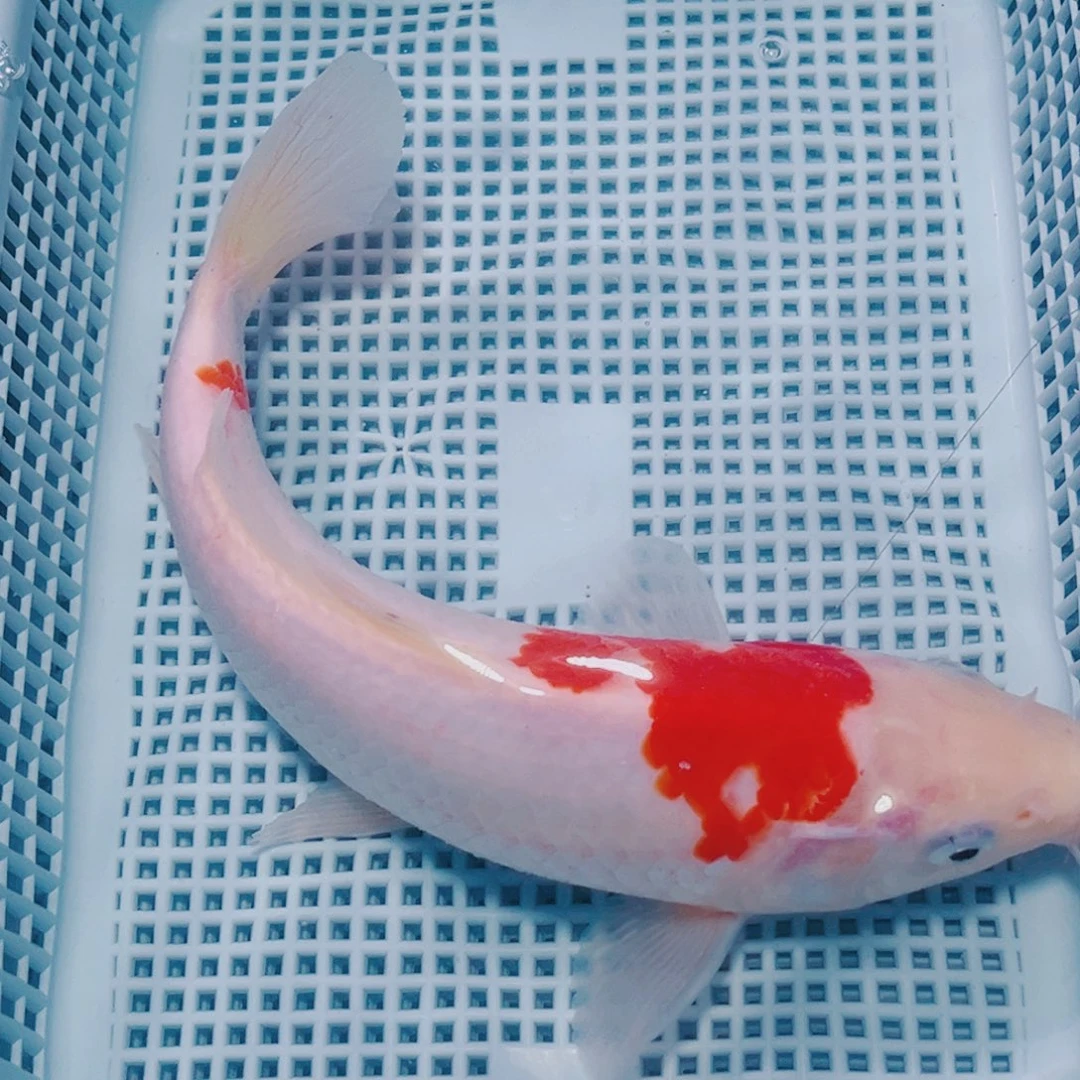 海水鱼锦鲤观赏鱼154