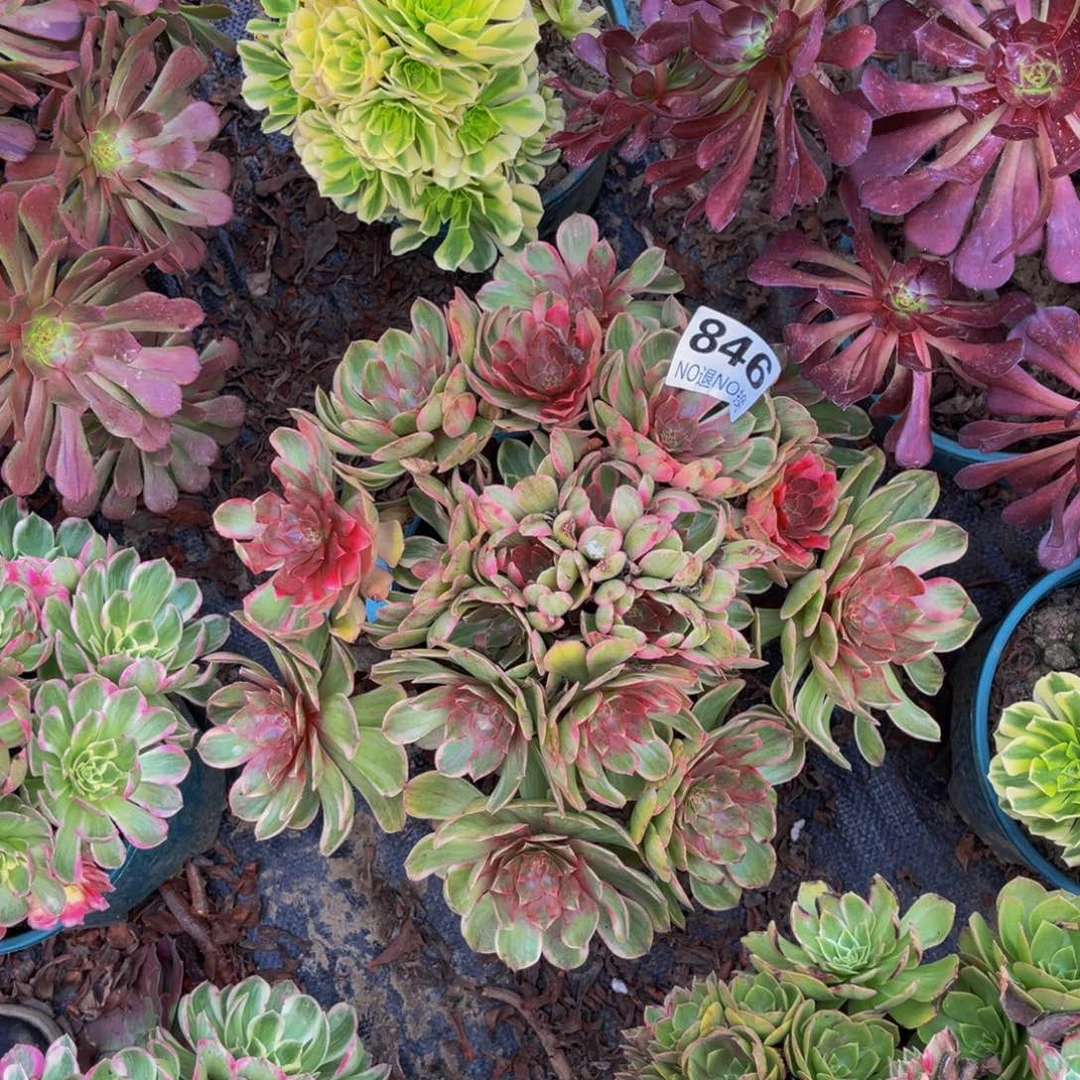 万七彩法师朵朵1-29