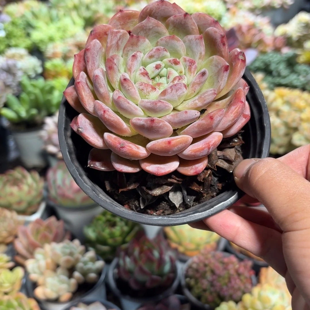 厚梦多肉11㎝盆单头