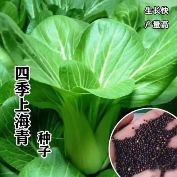 【全店满5包包邮】​四季上海青种子春秋四季香菇菜阳台盆栽鸡毛菜