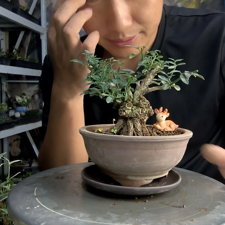 酒**酒中青园艺一物一拍38