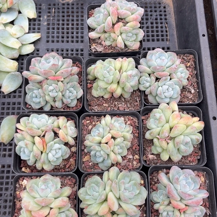 冰玉多肉七方盆一组4头10个03号