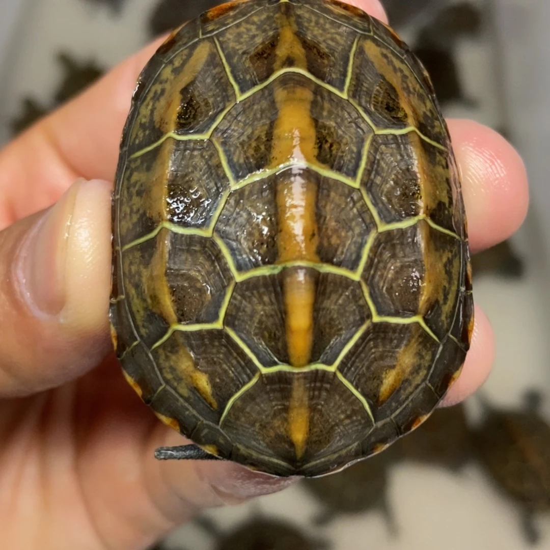 中华草龟不分公母