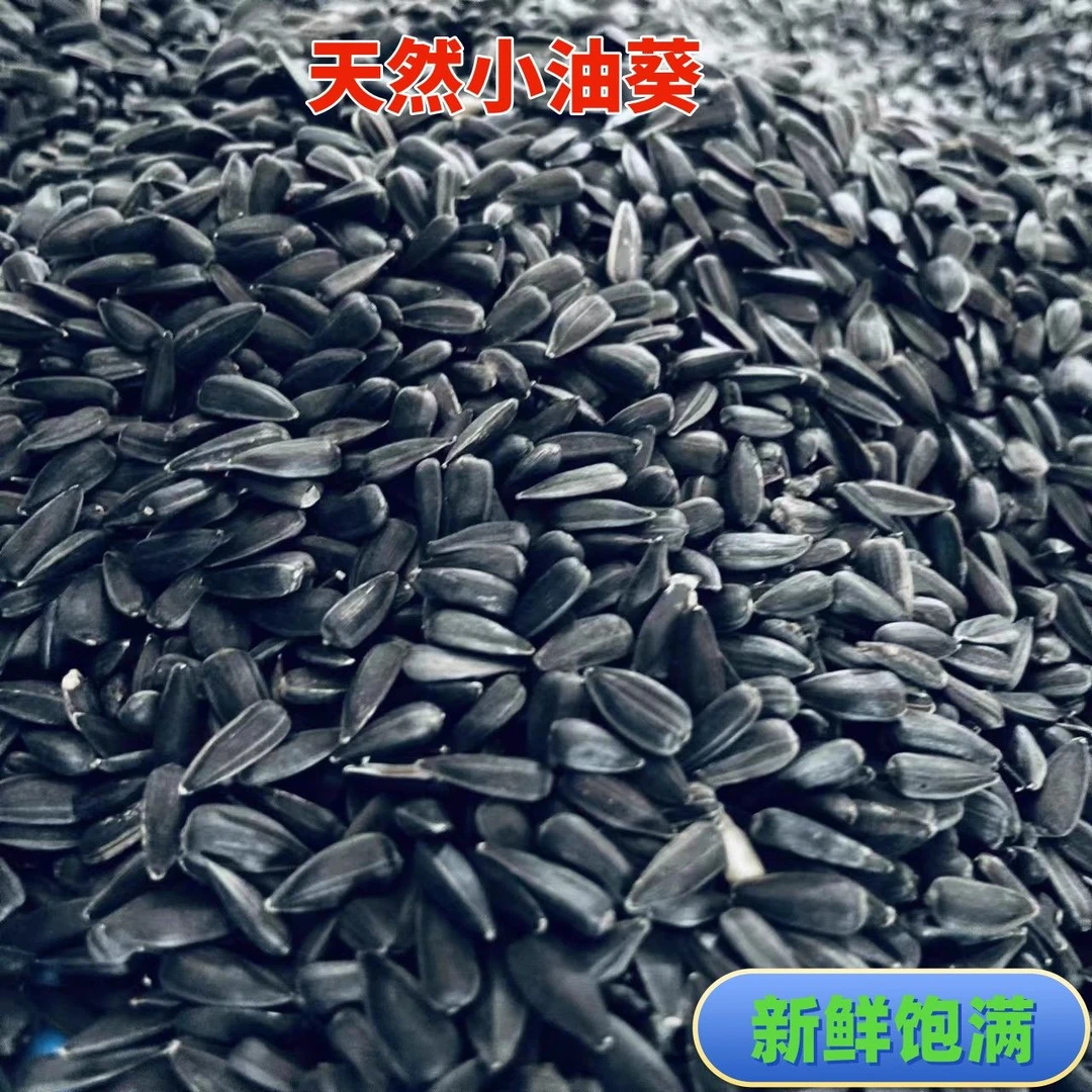 油葵原味小瓜子鸟粮饲料训练奖励食虎皮玄凤牡丹鹦鹉带壳增肥零食