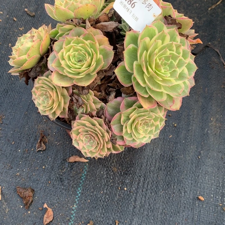 486莲花座多肉特价不售后