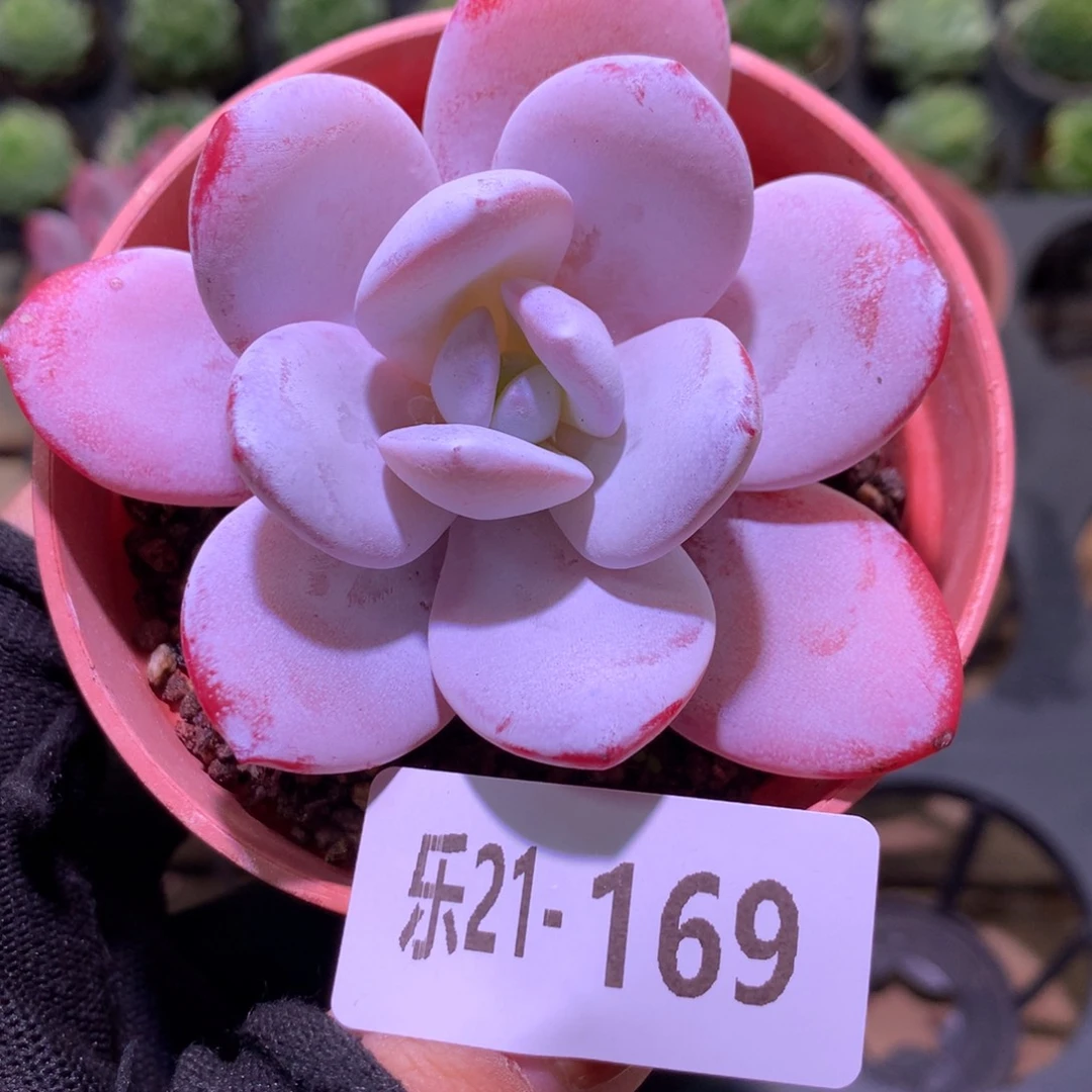 乐然21-169 粉雪莲