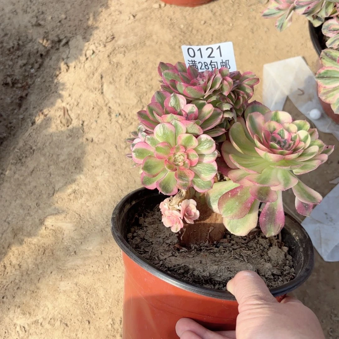 0121万白缀多肉干疤