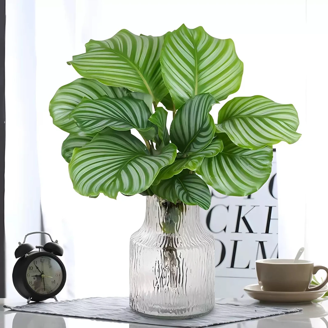 新疆包邮！青苹果竹芋，耐阴好养！四季常青！简欧风格