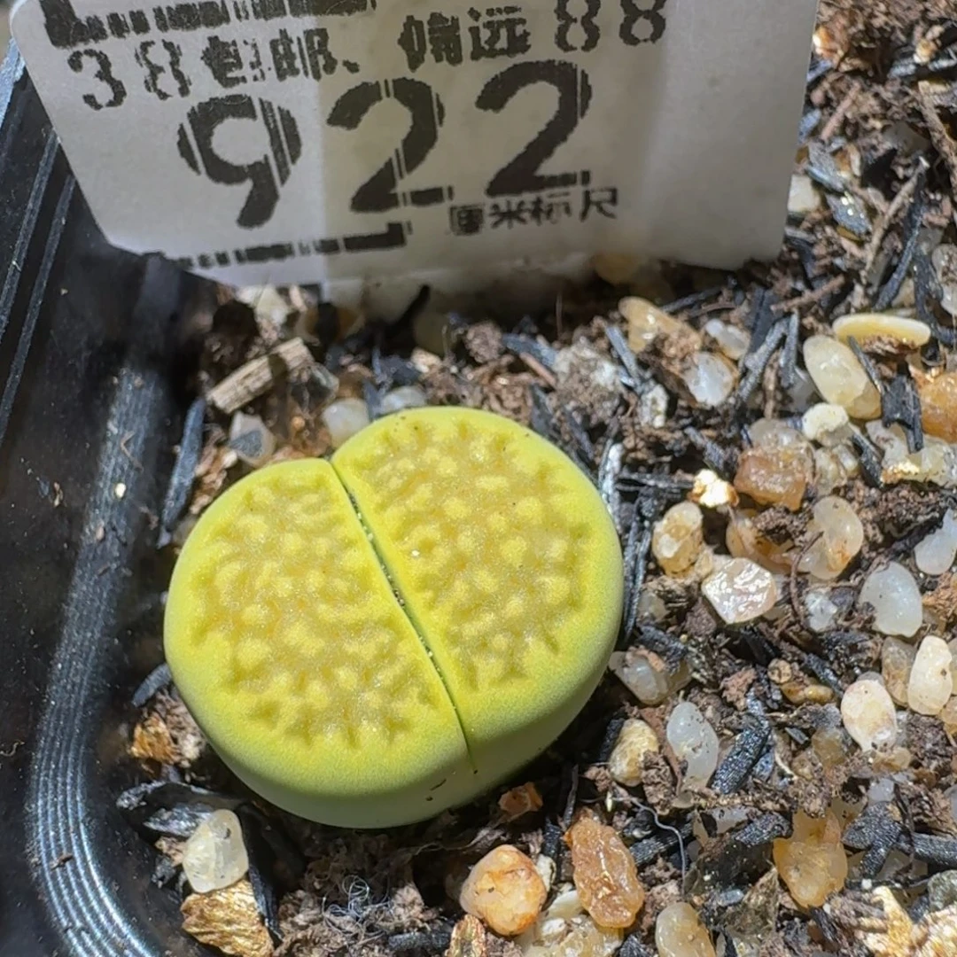Ssss精品生石花922