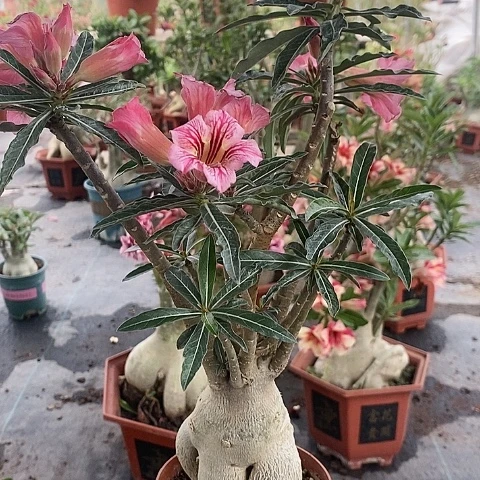 【闪购商品】无花朵用****5