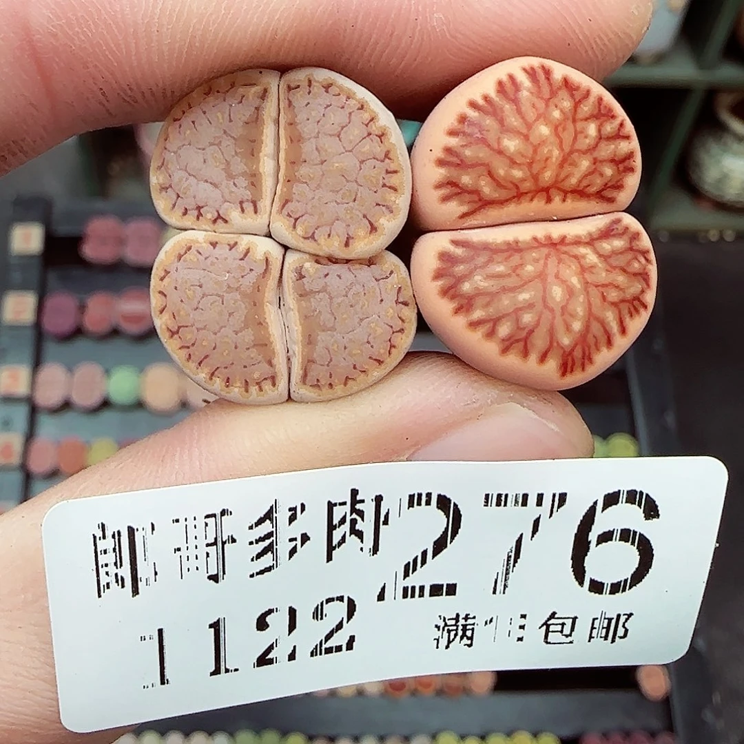 菲***崽满满18包邮1122-276