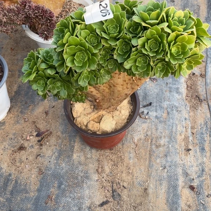 ∮多肉绿杨蓉朵朵缀206