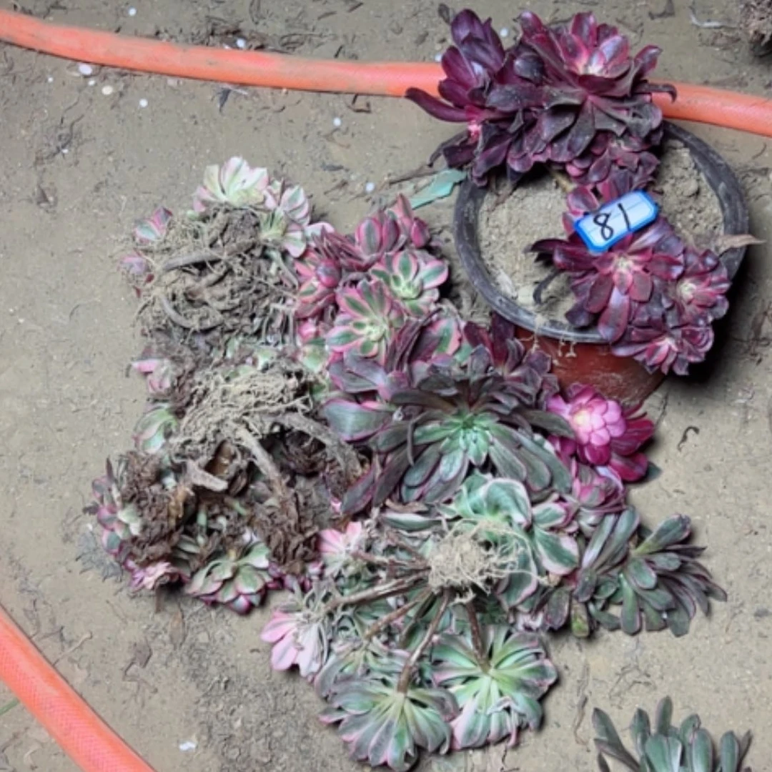 【闪购商品】芹**话多肉植物坏的不售后81