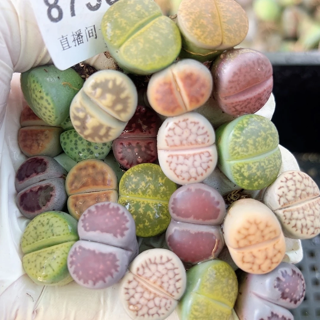 8730 好养易活生石花大母本22个1.5cm左右福利