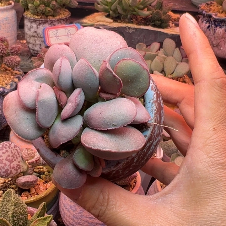 簌***ʸ吉祥如意等名家名作和名家名作