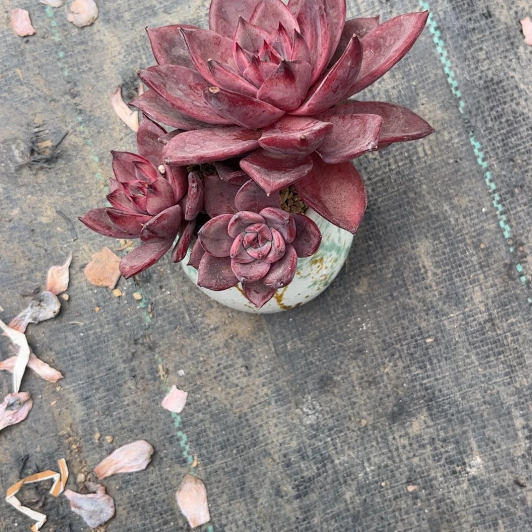 曲***曲当前无花朵，栽培后可花朵