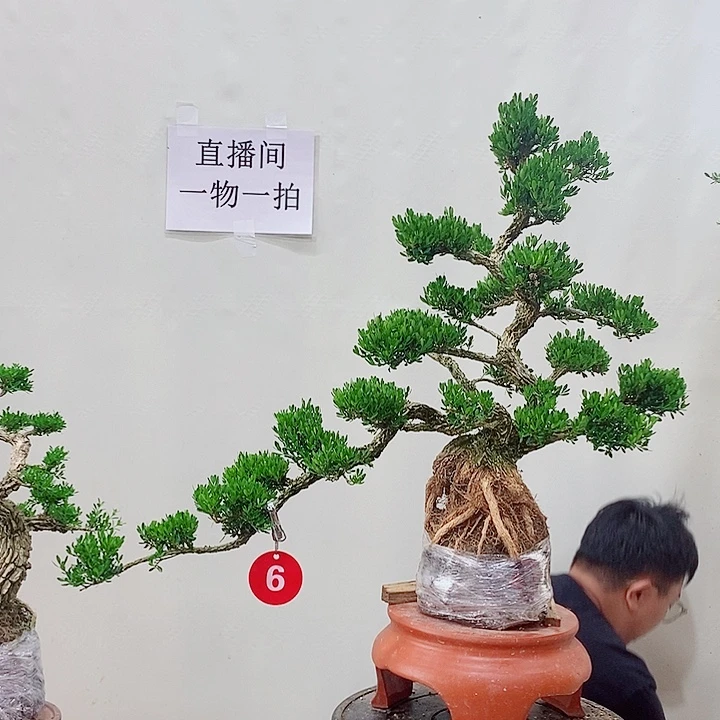 用***2无花朵广东皱皮雀舌黄杨