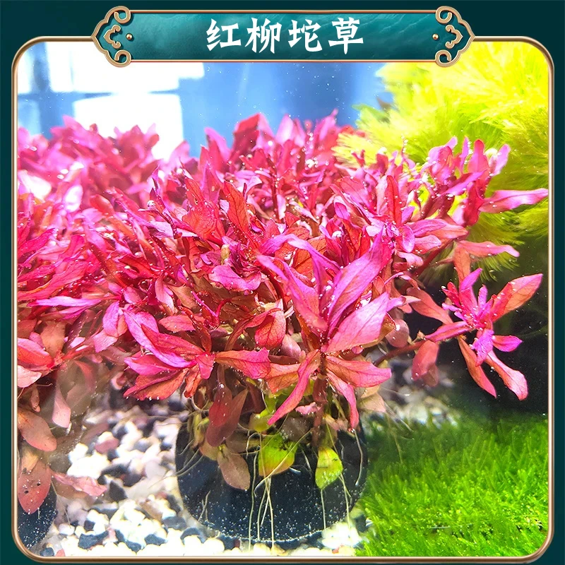 红柳坨草懒人水草适合新手无需种植沉底入缸成景鱼缸水草造景鱼缸