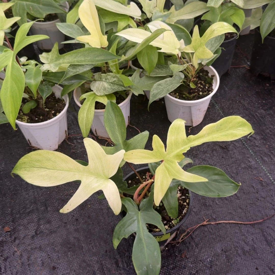 漓***界完全开放0299幽灵飞机