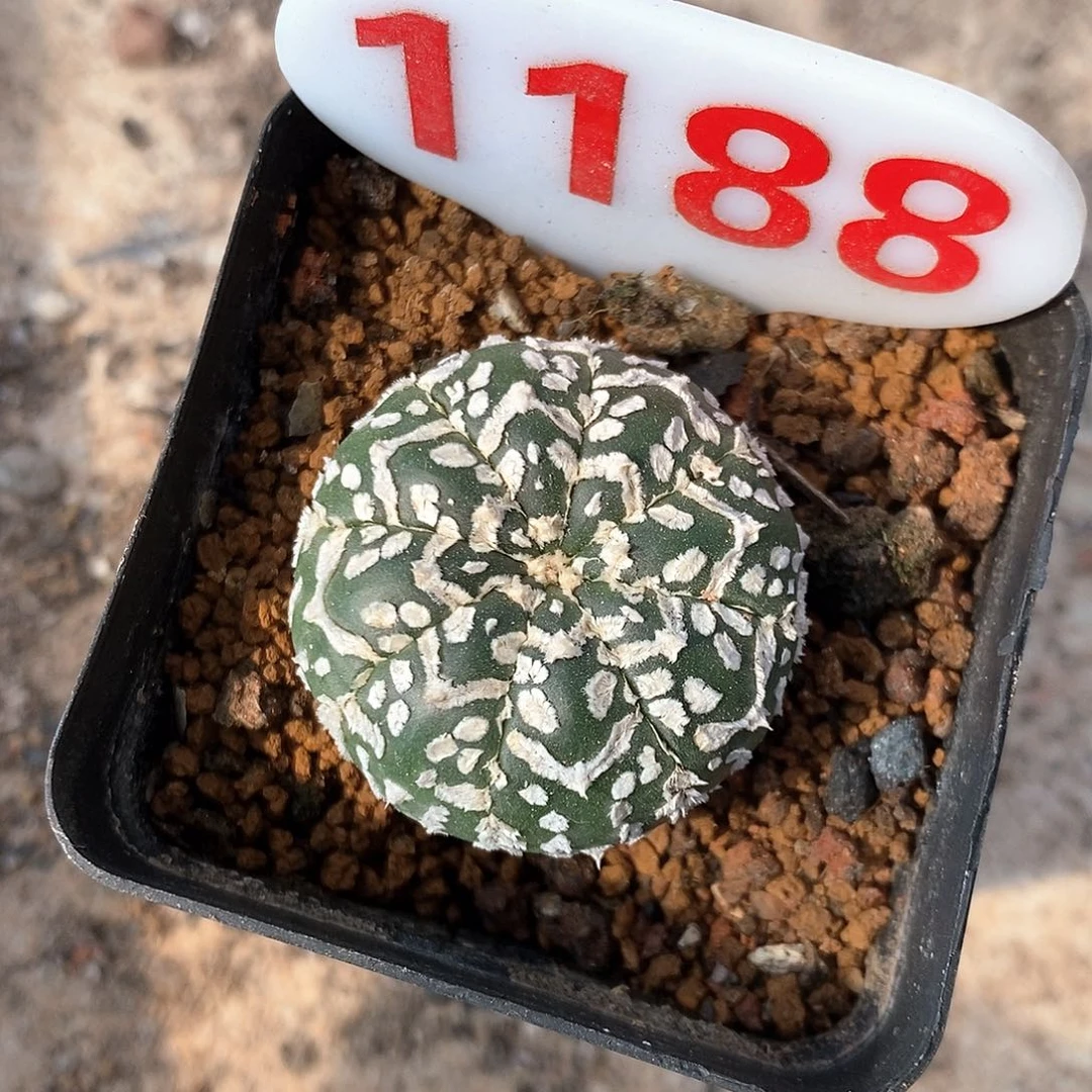 1188v兜特价福利来袭
