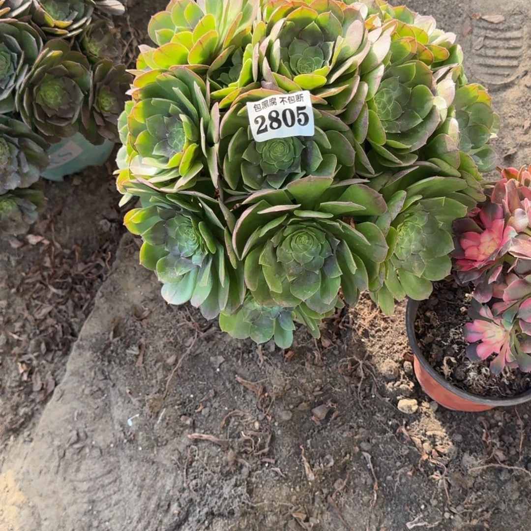 法师万圣节香妃18-16 2805