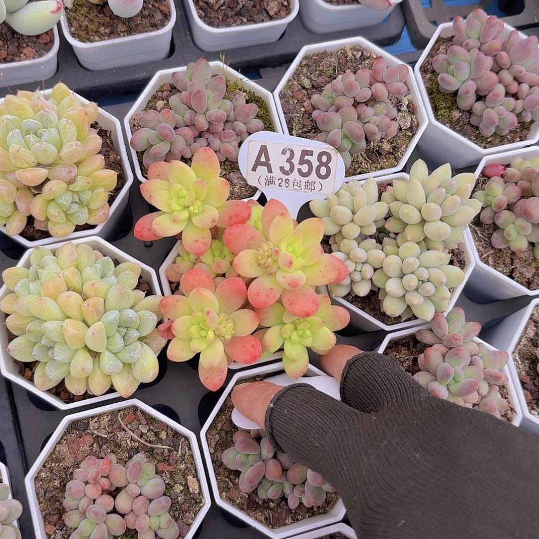 ?****A358香格里拉一物一拍