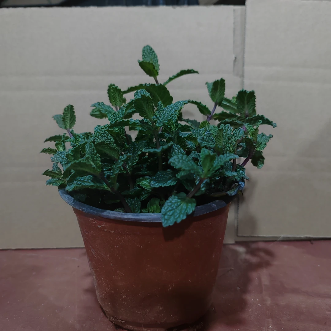 青苹果苹果薄荷盆栽室内驱蚊绿植好养易活净化空气新鲜植物