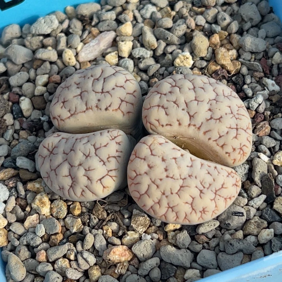 3294双头蜜纹189一颗