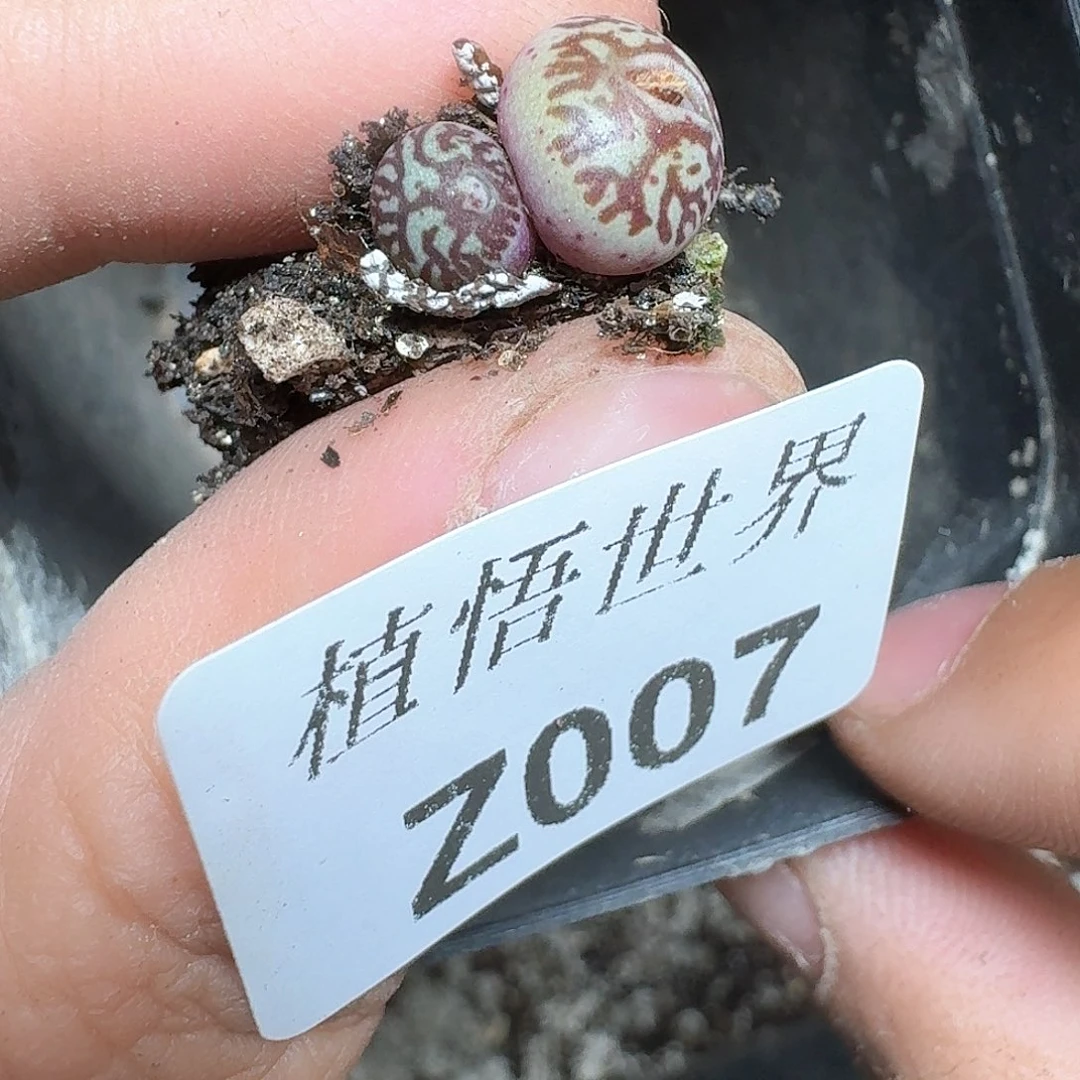 007盒多肉植物哇f v h