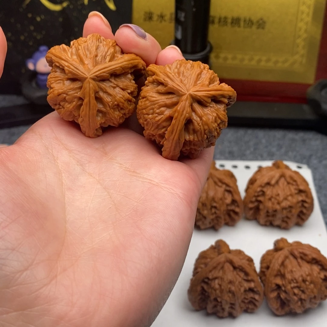 Z**s白狮子111111111