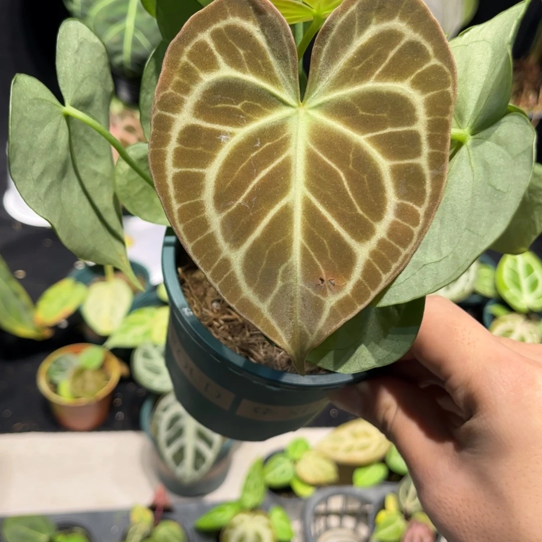 P***-不开花植物克莱恩花烛