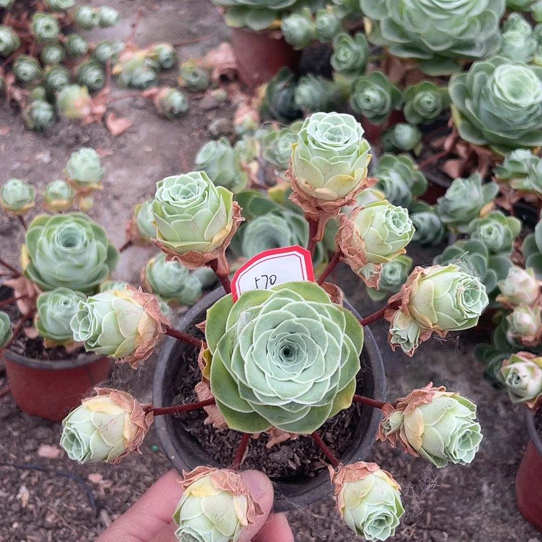 ⋆****山地玫瑰不售后 570