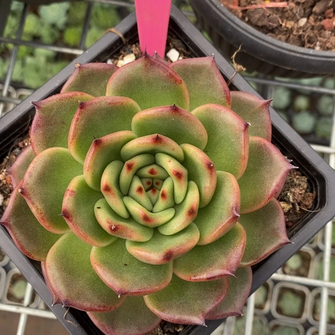 x048-多肉植物 东云