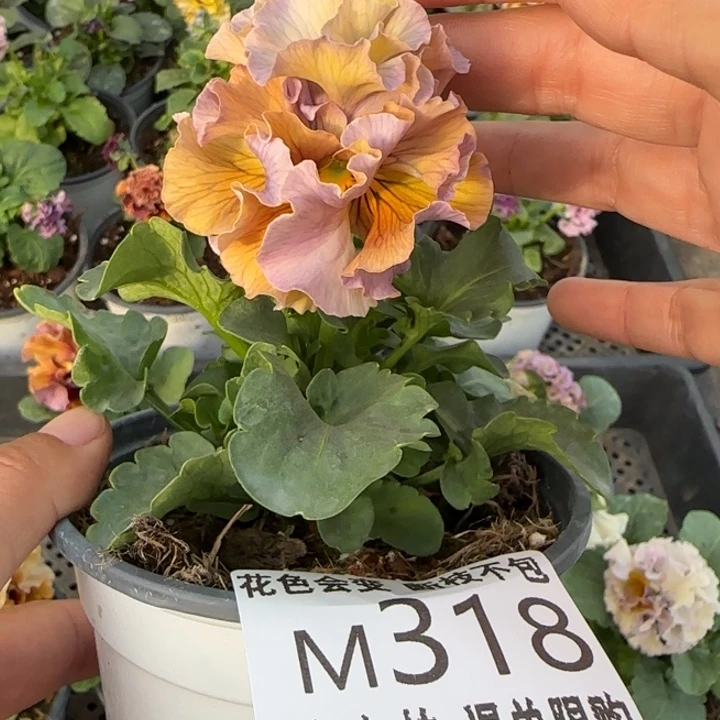 是***！无花朵M318角堇小苗一物一拍默认苗晃